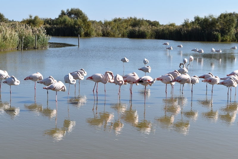 Camargue - flamingoes