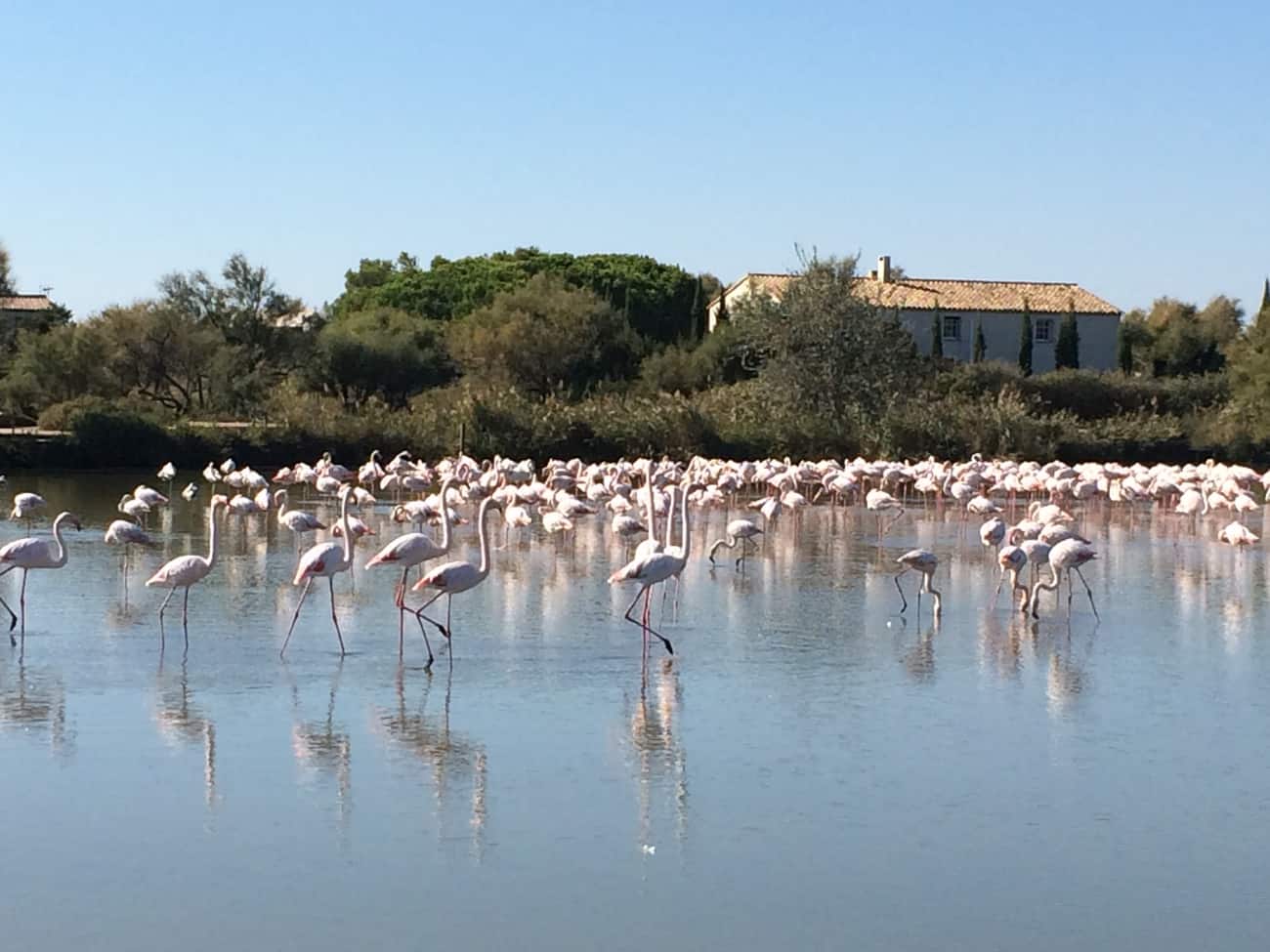 Camargue - flamingoes strutting