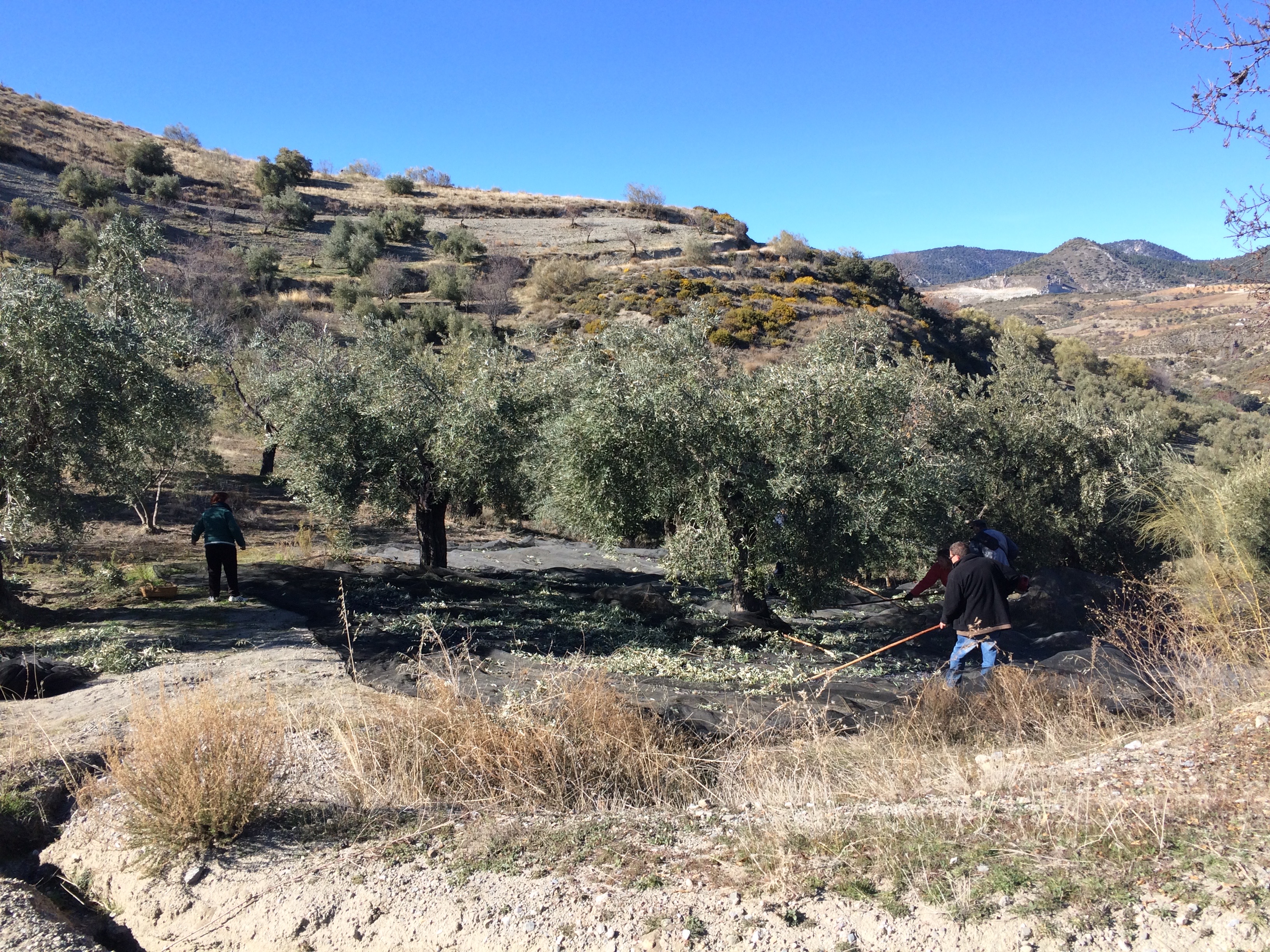 Beas de Granada  - olive harvesting_2