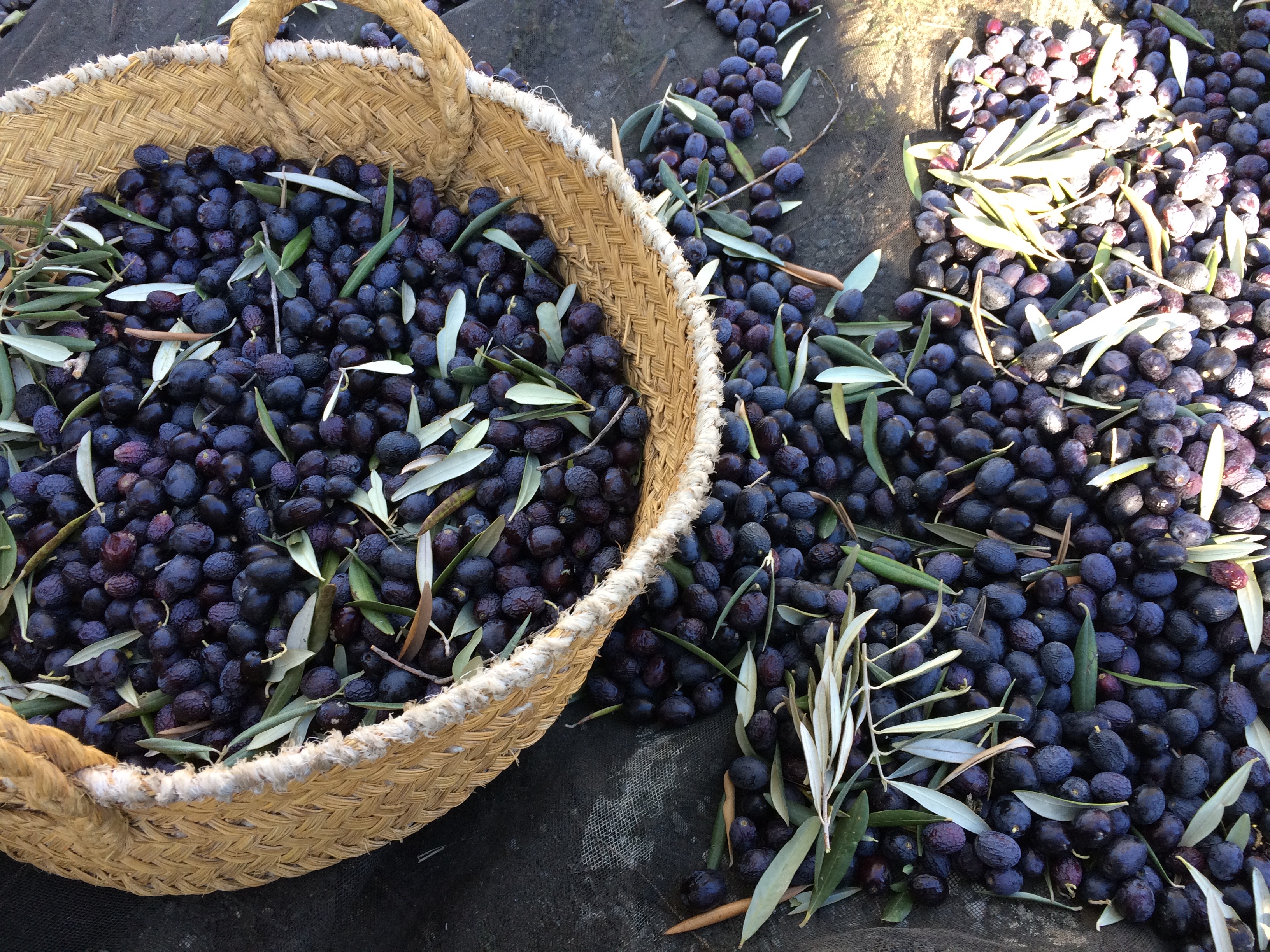 Beas de Granada - olives in basket