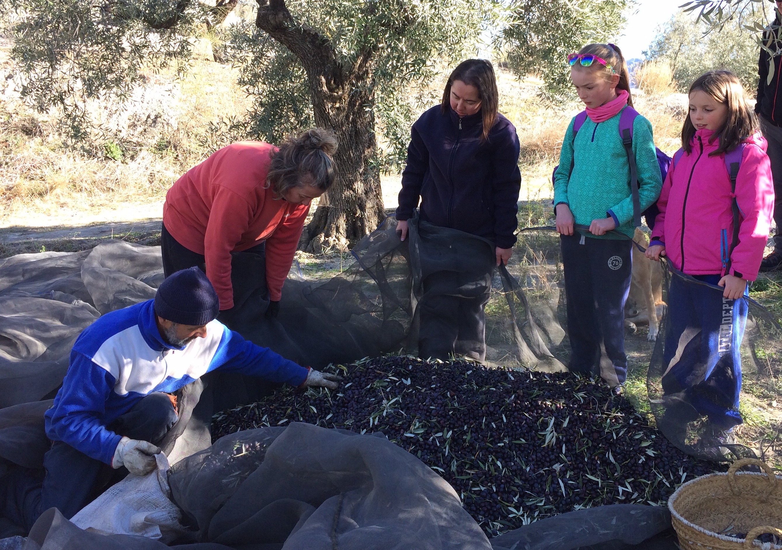 Beas de Granada - olive harvesting_3