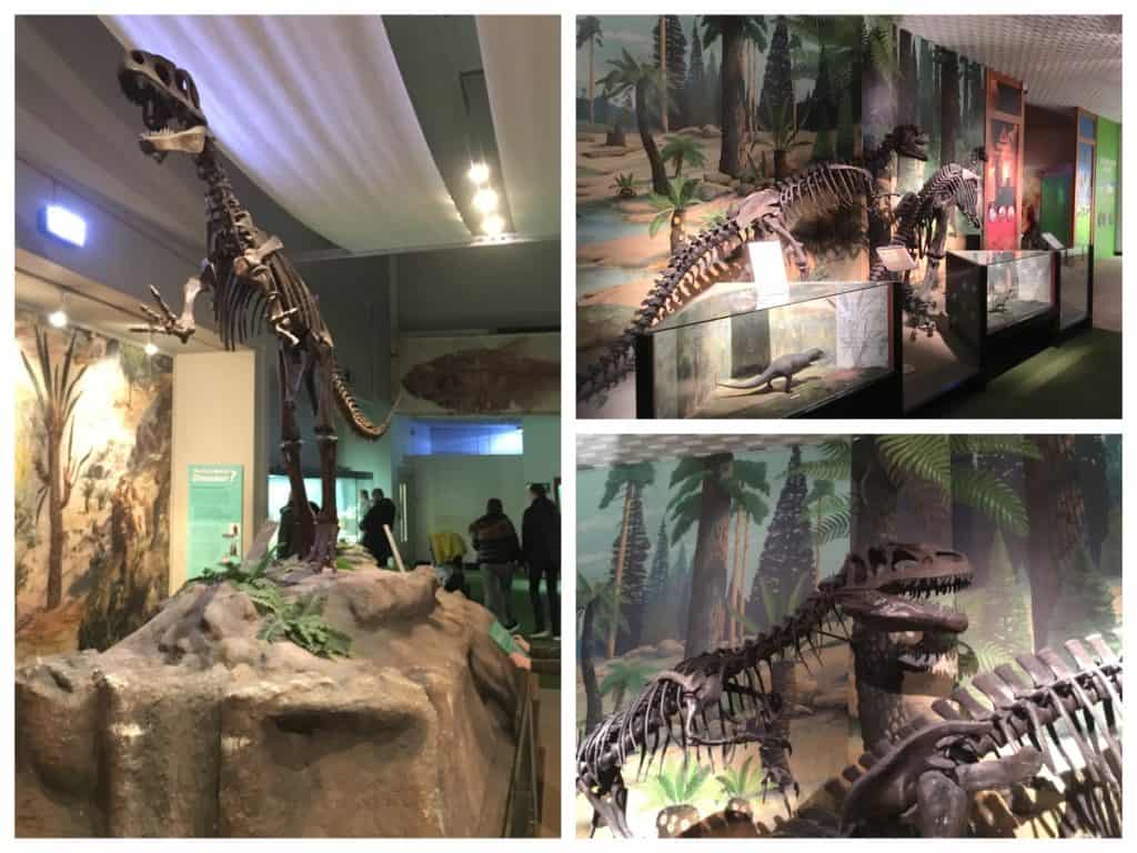 Replica dinosaur skeletons at the World Museum Liverpool